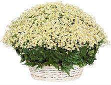 Цветочная композиция из Ромашки в корзине #REPLACE_PRED# Саянске